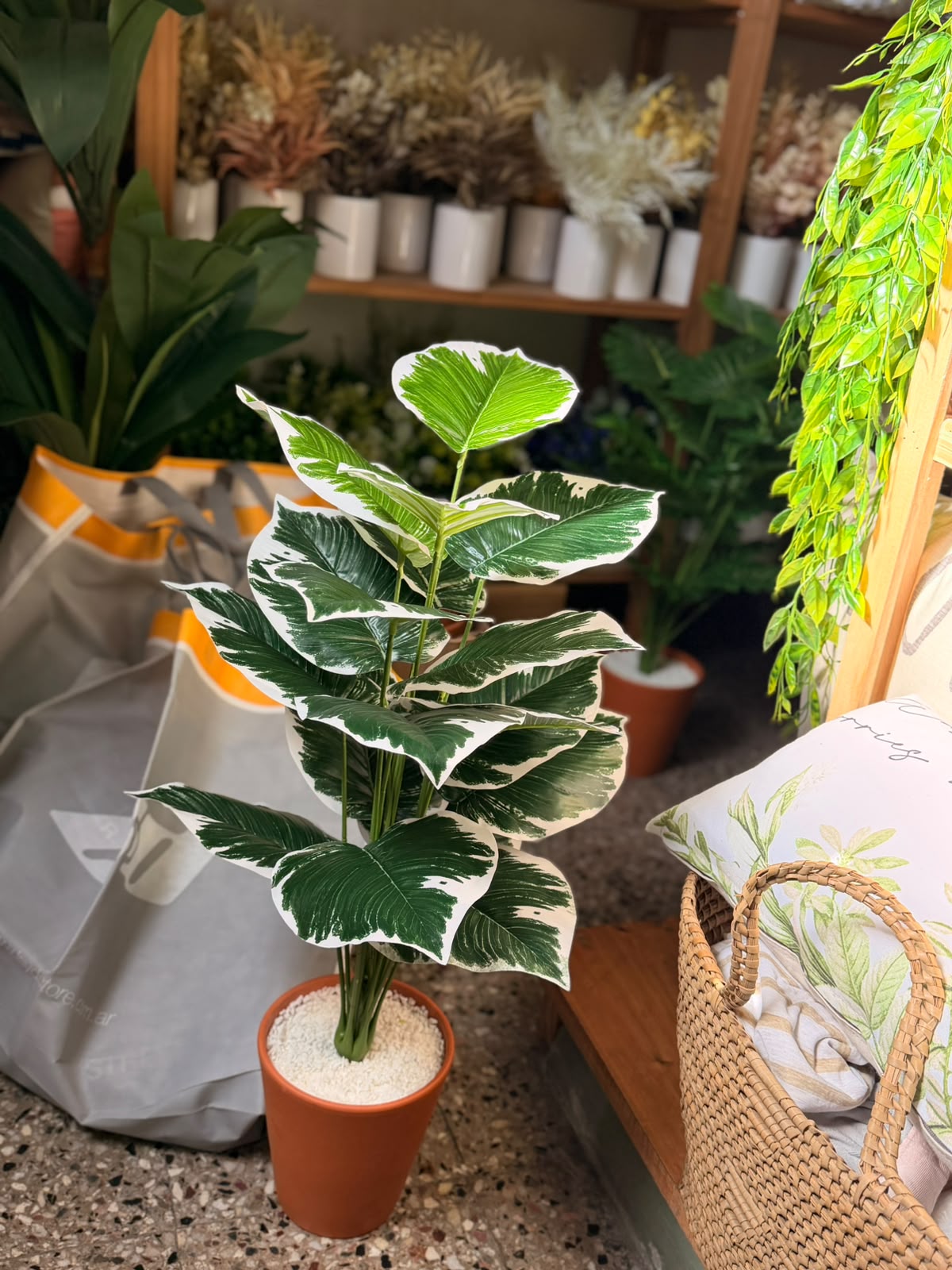 Plantas Grandes - Imagen 2