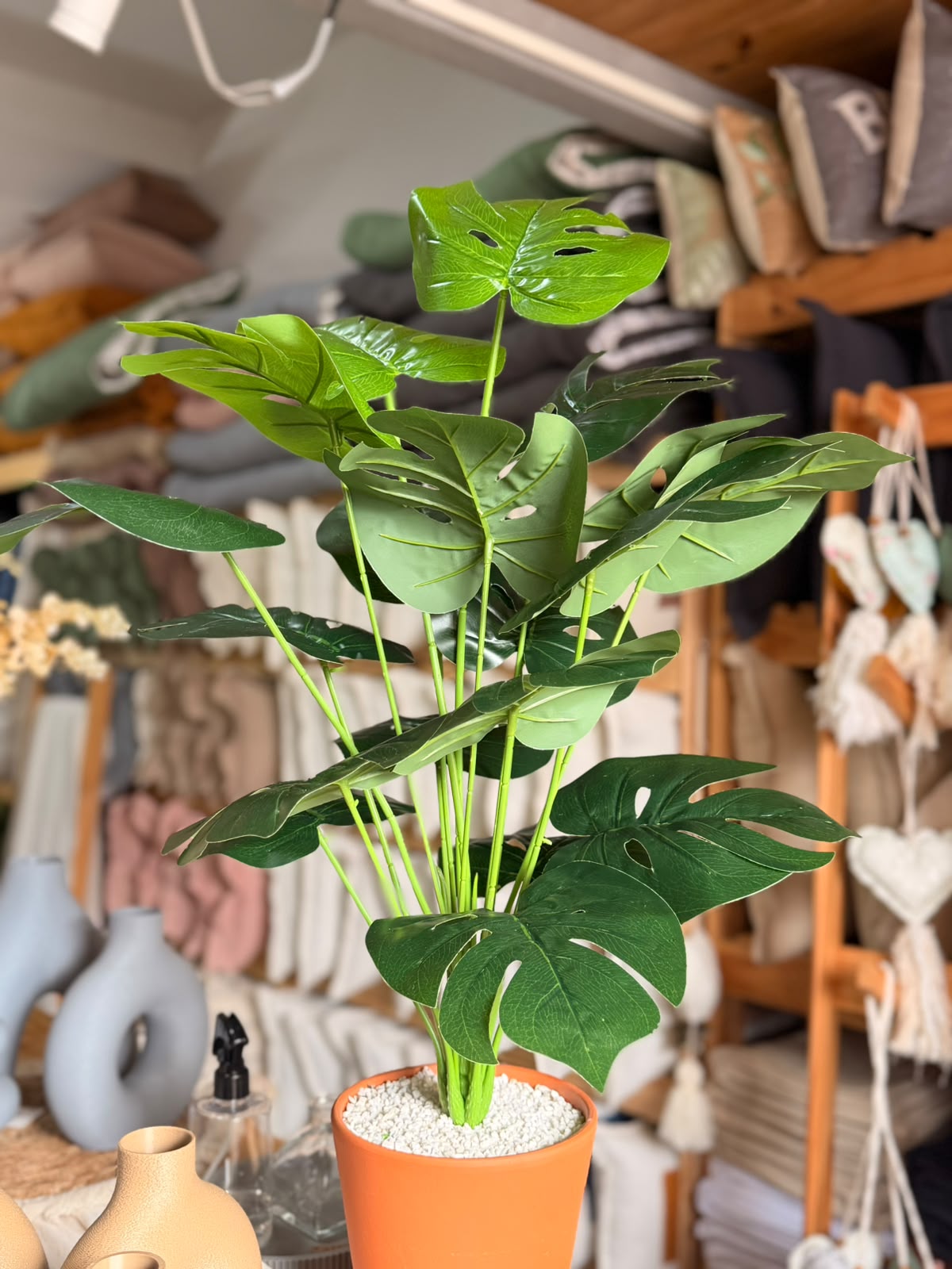 Plantas Grandes - Imagen 4