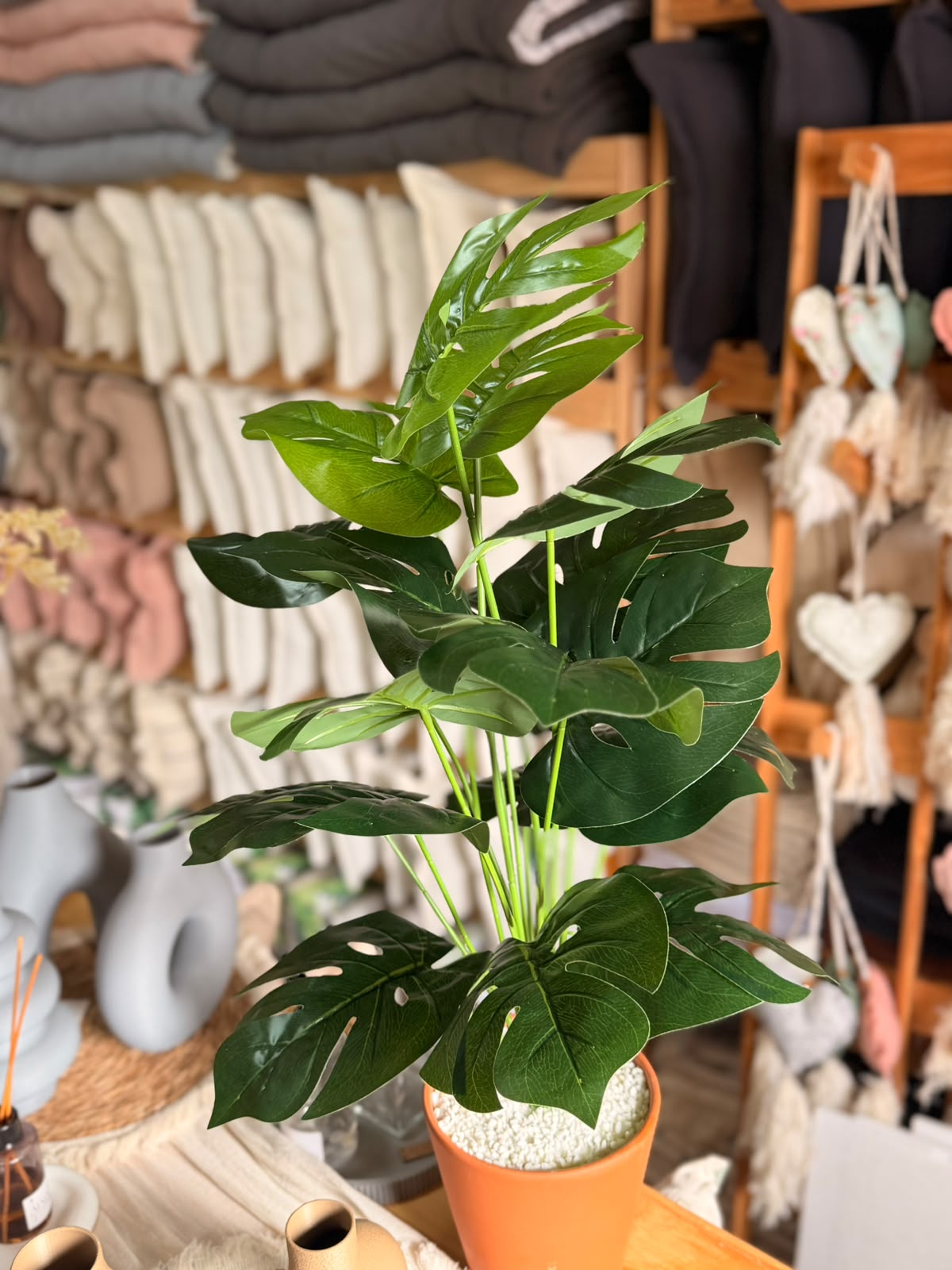 Plantas Grandes - Imagen 6