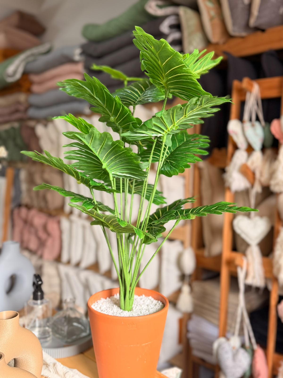 Plantas Grandes - Imagen 5