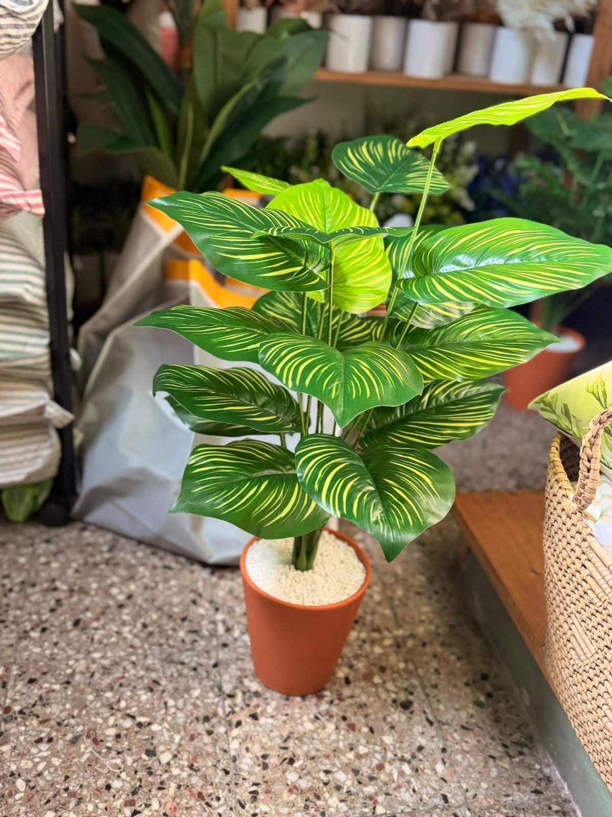 Plantas Grandes - Imagen 3
