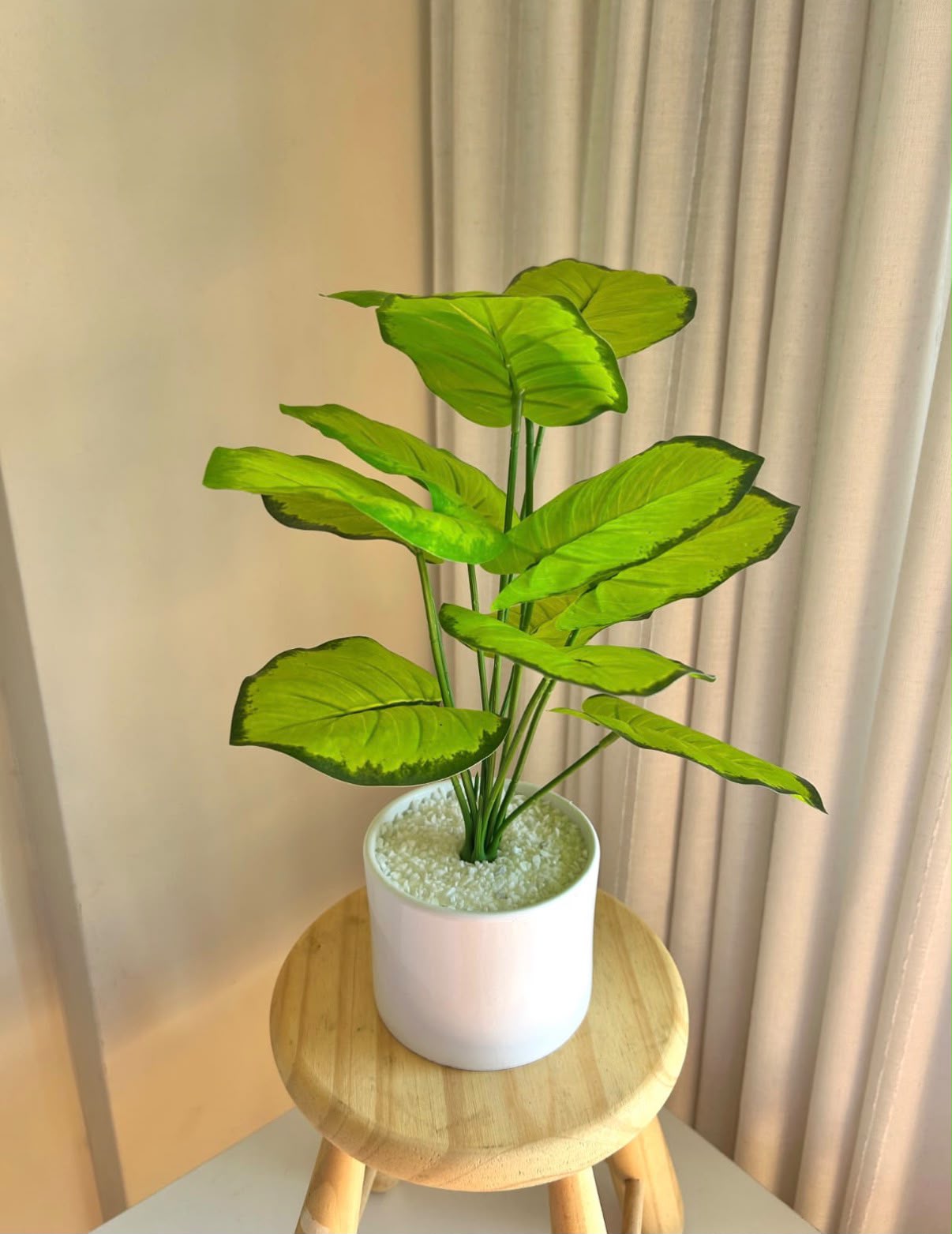 Planta artificial mosntera clara